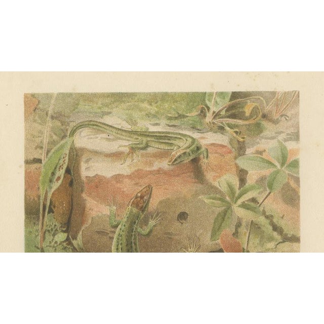 Late 19th Century P.J. Smit, Wall Lizards, 1895, Color Lithograph For Sale - Image 5 of 9