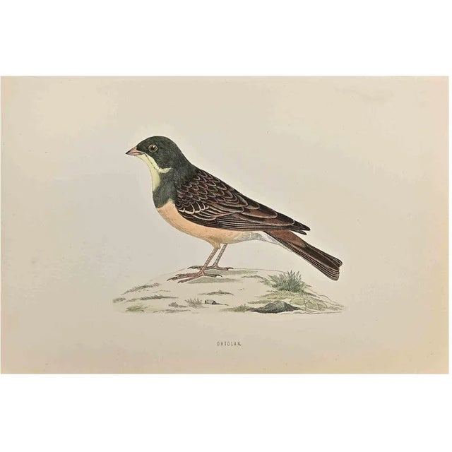 Ortolan is a modern artwork realized in 1870 by the British artist Alexander Francis Lydon (1836-1917) . Woodcut print,...