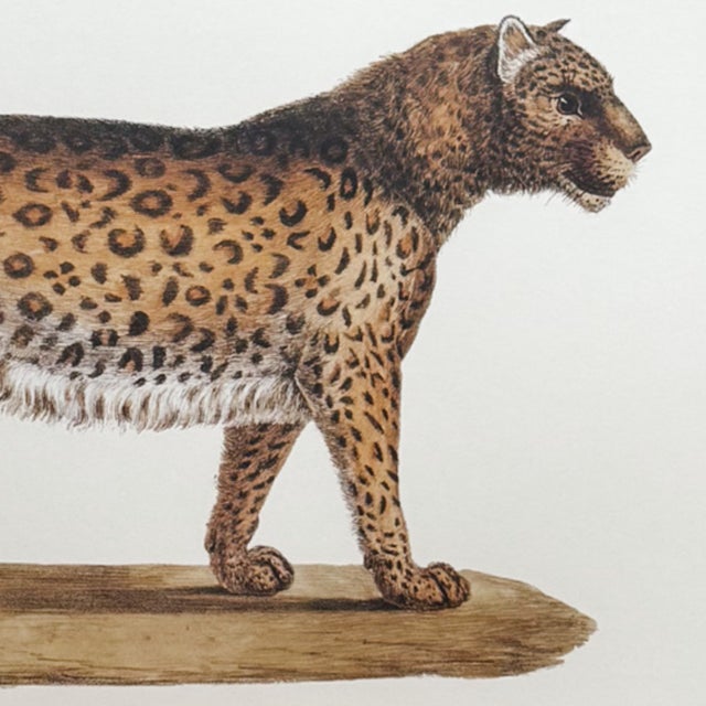 Mid 20th Century Framed "Der Panther" Lithograph Style Print in Black Faux Bamboo Frame For Sale In San Diego - Image 6 of 8