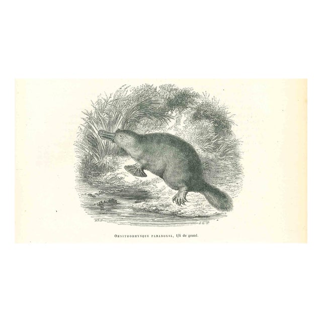 Paul Gervais, Ornithorhynque Paradoxal, Lithograph, 1854 For Sale