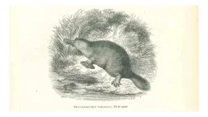 Paul Gervais, Ornithorhynque Paradoxal, Lithograph, 1854