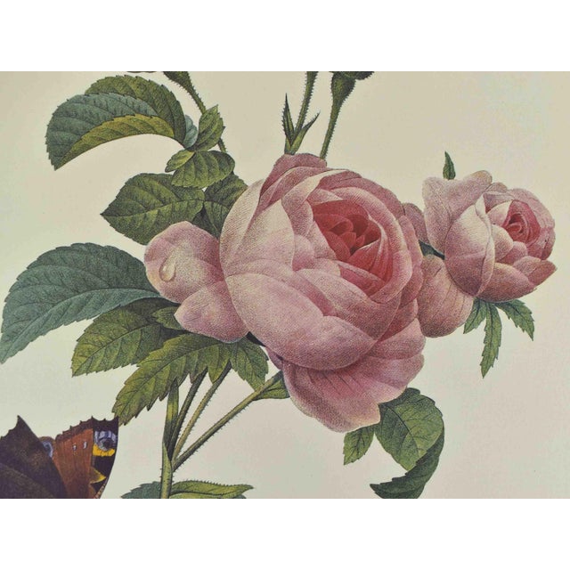 Paper Mid 20th Century p.j. Redoute Botanical Art Prints - Set of 4 For Sale - Image 7 of 16