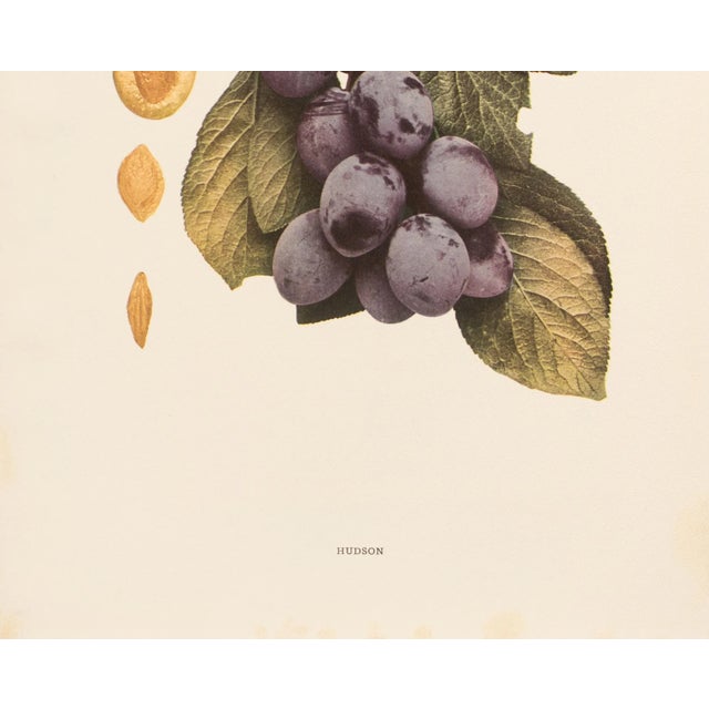 1900s U. P. Hedrick, Original Antique Photogravure of Hudson Plums For Sale - Image 4 of 7