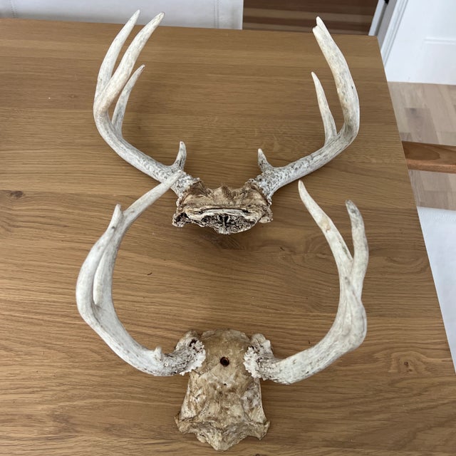 Antique White Vintage Deer Antlers For Sale - Image 8 of 9