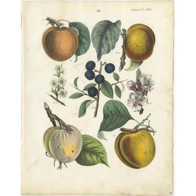 Dr. Calwer, Apples and Plums, 1854, Chromolithographs on Paper, Set of 6 For Sale - Image 4 of 9