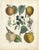 Dr. Calwer, Apples and Plums, 1854, Chromolithographs on Paper, Set of 6 For Sale - Image 4 of 9