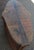 Brown Art Nouveau Coffee Table With Brass Detail For Sale - Image 8 of 9