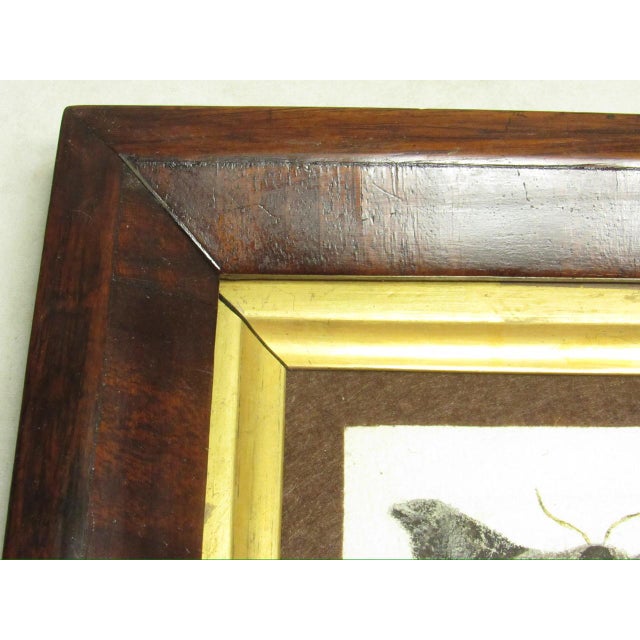 Pair of antique English framed moth paintings, signed Ellen Guilford, c.1880 They are both hand painted in vivid colors...