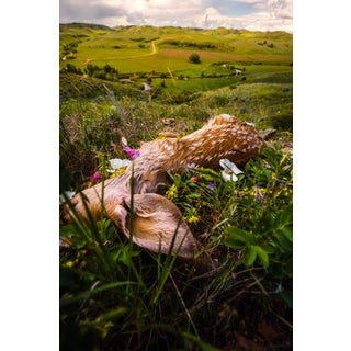 View by Jenya Chernoff | Giclée print on fine art paper of a landscape with flowers and a deer. For Sale