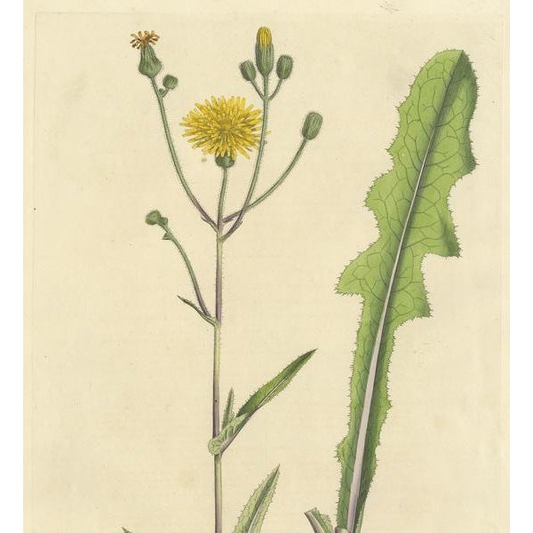 Curtis, Botany Illustration of the Sonchus Arvensis, 1817, Print For Sale - Image 3 of 5