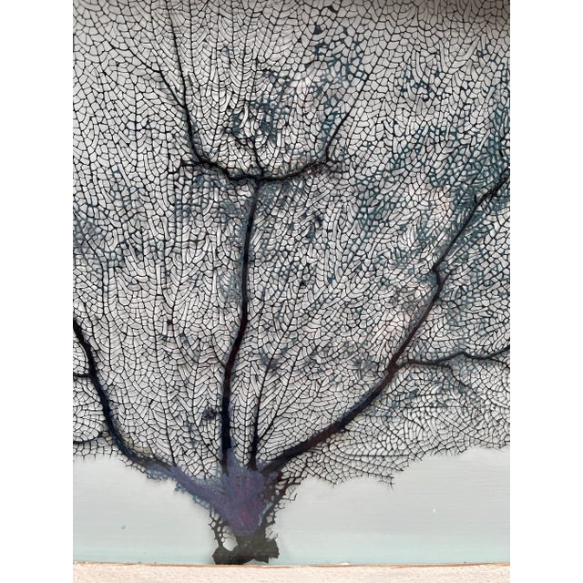 Wood Framed Natural Sea Fan For Sale - Image 7 of 13