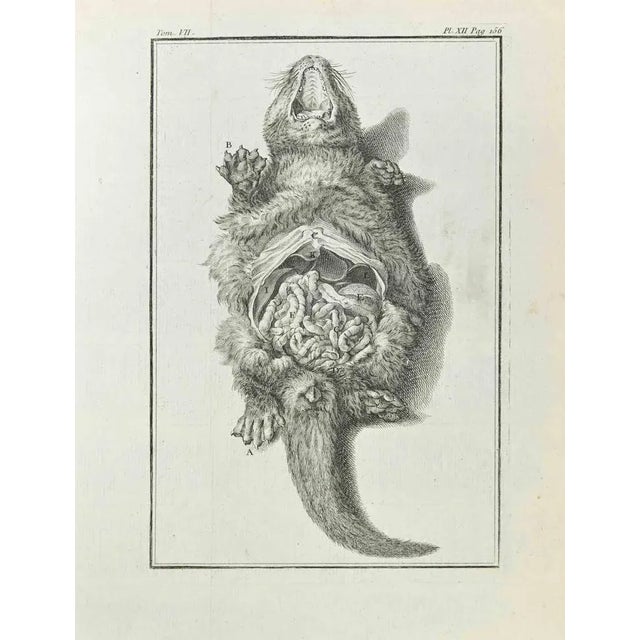Anatomy of Animals is an etching realized in 1771 by Jean Charles Baquoy. The artwork Belongs to the suite "Natural,...