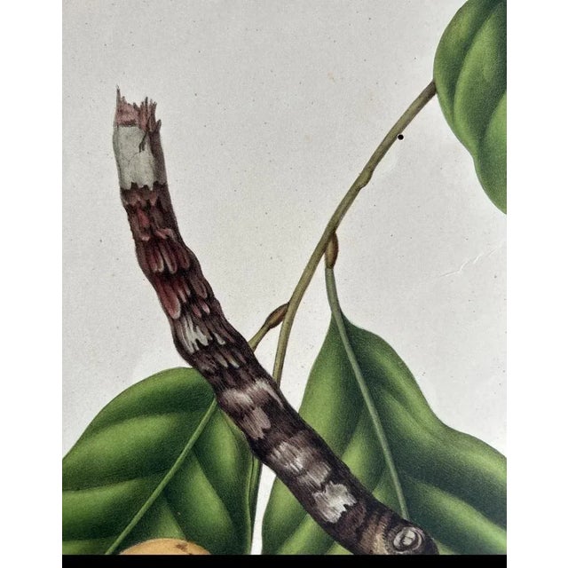 Berthe Hoola van Nooten, Lansium Domesticum Langsat Botanical, 1863, Lithograph For Sale - Image 6 of 10