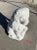 Vintage White Lion Statue in Cast Stone For Sale - Image 9 of 13
