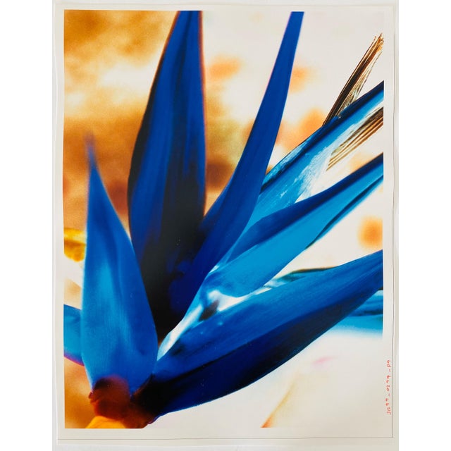 1990s Jeffrey Rothstein, Flora Fauna Series Vintage Color Photograph Abstract Flower Fuji Crystal Photo, c.1998 For Sale - Image 5 of 6