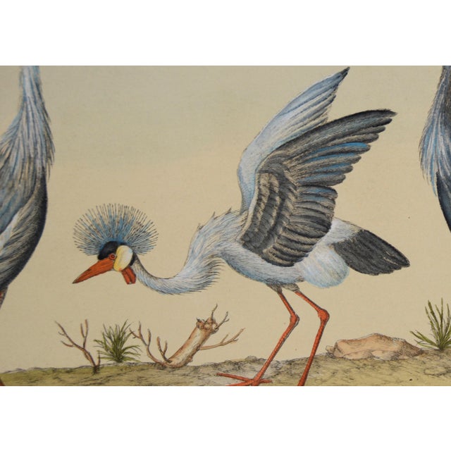 French "Three Herons" - Hand Watercolor Engraving by Nicolas Robert For Sale - Image 3 of 5