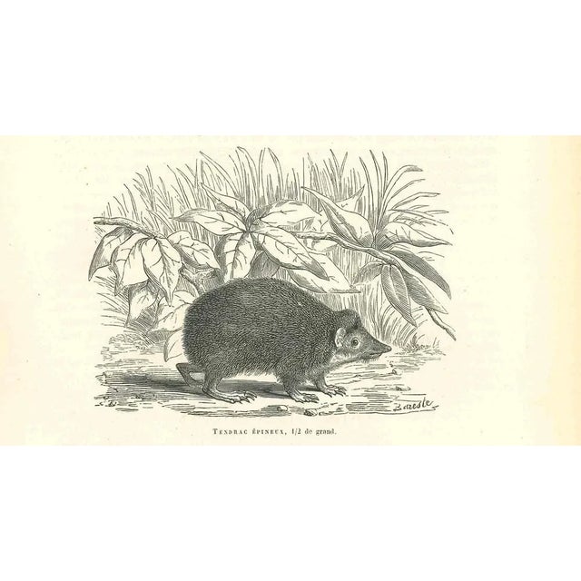 Tendrac Épineux is an original lithograph on ivory-colored paper, realized by Paul Gervais (1816-1879). The artwork is...