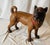 A 19th Century Terra Cotta English Pugdog For Sale - Image 4 of 10