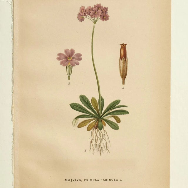 Antique Group of Nine Hand Colored Botanical Prints For Sale - Image 4 of 18