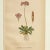 Antique Group of Nine Hand Colored Botanical Prints For Sale - Image 4 of 18