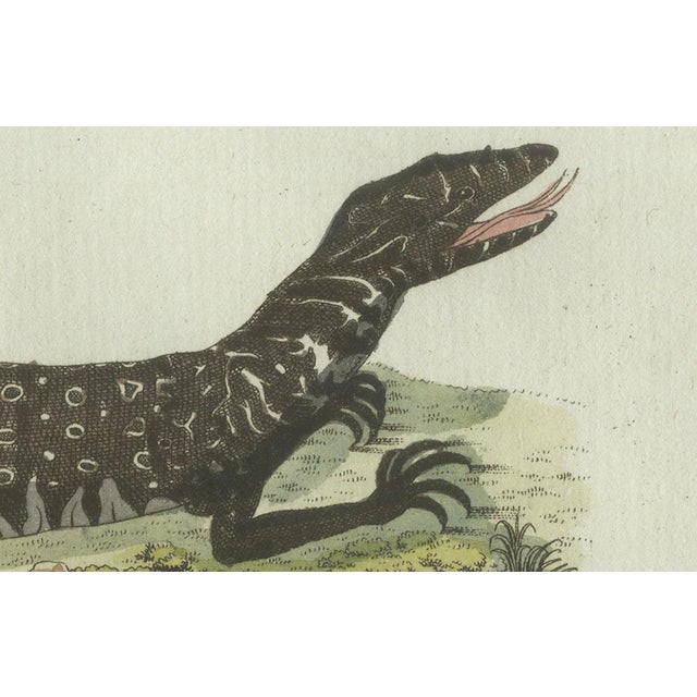 Early 19th Century Bertuch, Exotic Lizards and Flying Dragon, 1800, Engraving For Sale - Image 5 of 9