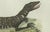 Early 19th Century Bertuch, Exotic Lizards and Flying Dragon, 1800, Engraving For Sale - Image 5 of 9