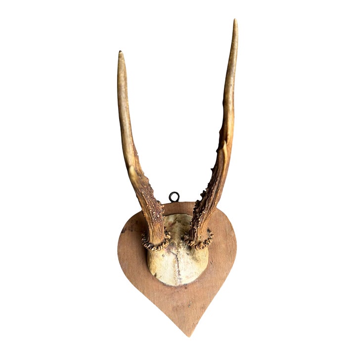 Roe Dee Trophy 71 Black Forest Antlers | Chairish