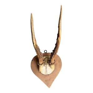 Roe Dee Trophy 71 Black Forest Antlers