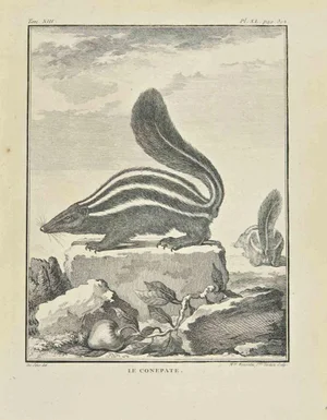 Madeleine Ruosselet, Le Conepate, Etching, 1771