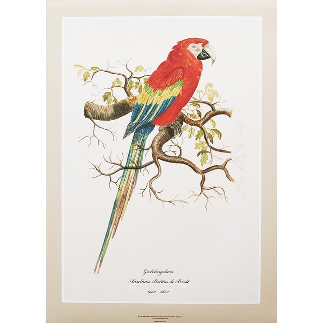 Printmaking Materials Scarlet Macaw XL Print After 1590s Watercolor by Anselmus De Boodt For Sale - Image 7 of 7