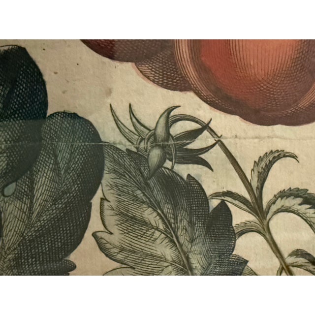 Green Antique Hand-Colored Engraving — Tomato & Melon Botanical Print After Basilius Besler, Framed For Sale - Image 8 of 18