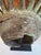 Vintage African Headress Currency Piece on Custom Stand For Sale - Image 12 of 12
