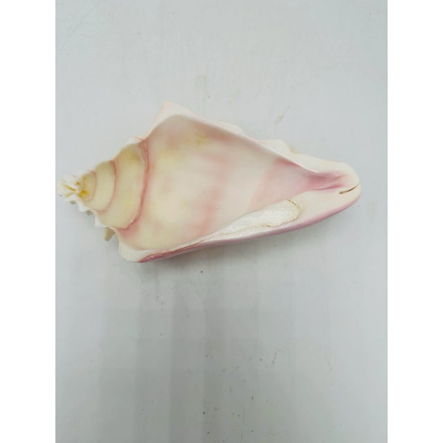 1960s Vintage Shell Bowl For Sale - Image 5 of 6