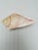 1960s Vintage Shell Bowl For Sale - Image 5 of 6