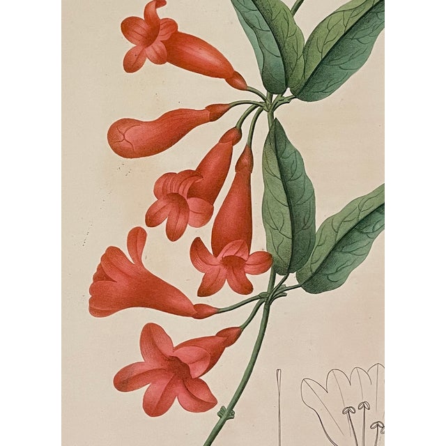 Stipple engraving printed in color and finished by hand of bignonia orange (trumpet vine) by French botanist Jean Henri...