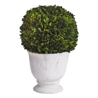 Boxwood Ball Topiary In Pot Large For Sale