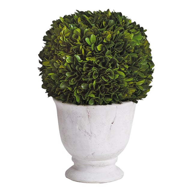 Boxwood Ball Topiary In Pot Large For Sale