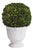 Boxwood Ball Topiary In Pot Large For Sale