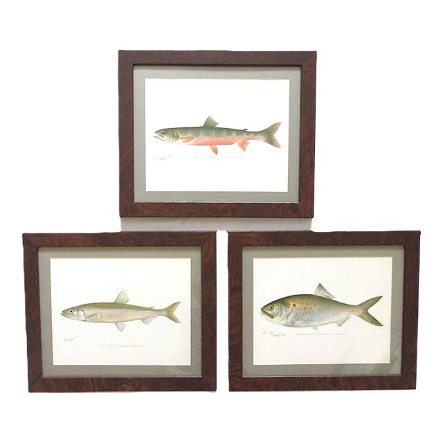Set of 3 Original Antique Denton Framed Fish Prints C. 1900 For Sale