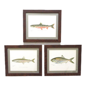 Set of 3 Original Antique Denton Framed Fish Prints C. 1900