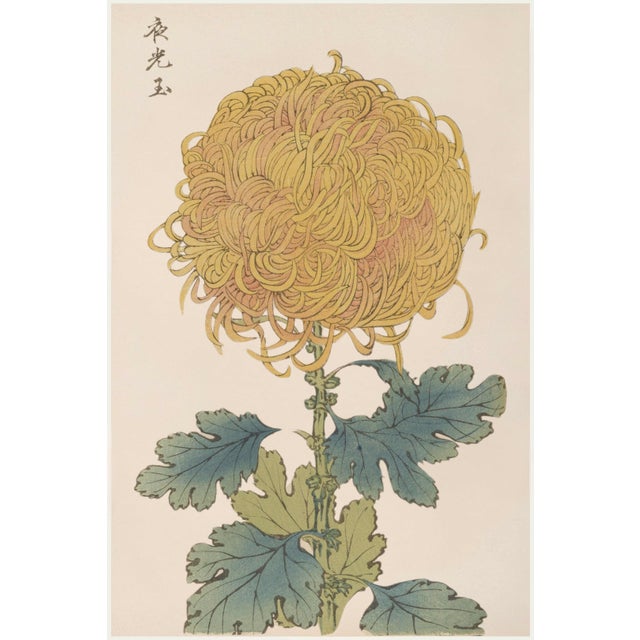 Gold Mum by Hasegawa, Vintage Japanese Botanical Art Print, 36" X 54" For Sale