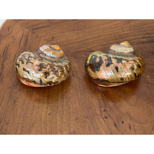 Coastal Fabulous Pair Gold Brown Turbo Shells Specimens For Sale - Image 3 of 4