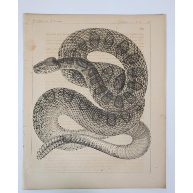 American Mid 19th Century Us Pacifc Railroad Rattlesnake Lithograph Book Plate For Sale - Image 3 of 3