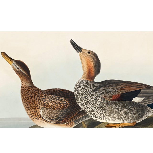 Gadwall Duck, Vintage Art Print Reproduction From Birds of America by John James Audubon, 36" X 24" For Sale In Buffalo - Image 6 of 10