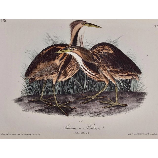 This is an original 19th century 1st octavo edition John James Audubon hand-colored lithograph entitled "American Bittern,...
