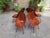 Mid-Century Modern Chairs by Vittorio Nobili for Medea, 1950s, Set of 6 For Sale - Image 3 of 14