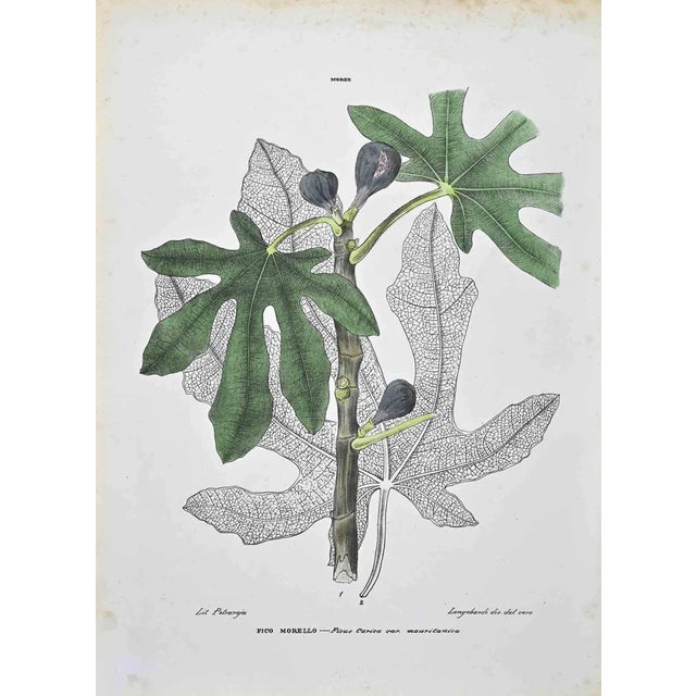 Vincenzo Tenore, The Moree, Lithograph, 1870s For Sale