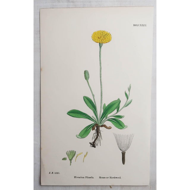 After Hooker, Botanical Illustrations, Prints, 1850, Set of 16 For Sale - Image 11 of 18