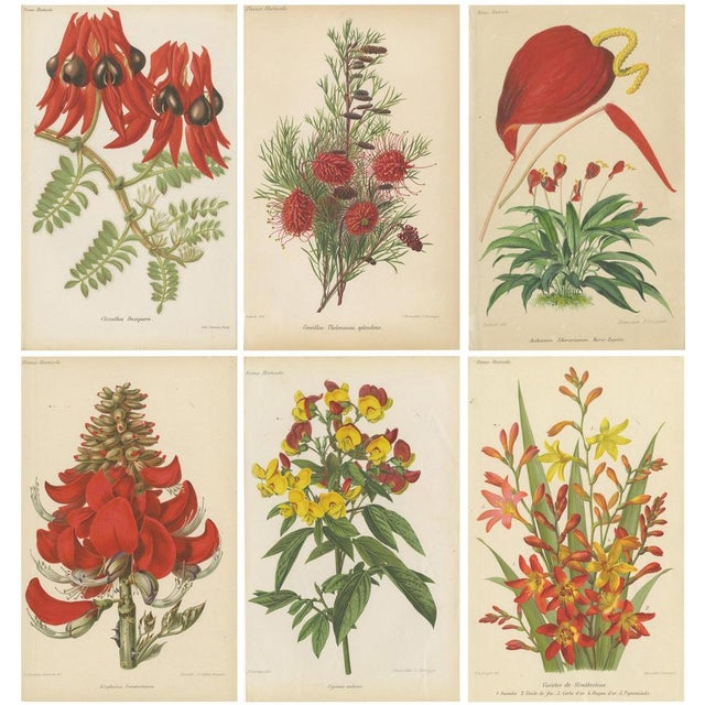 Red Exquisite Botanicals, 1885, Paper, Set of 6 For Sale - Image 8 of 8