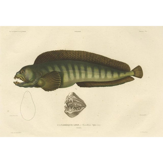 Gaimard, The Atlantic Wolffish or Devil Fish, 1842, Hand-Colored Print For Sale - Image 3 of 5